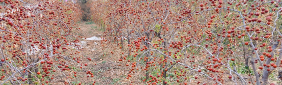 圖片關(guān)鍵詞